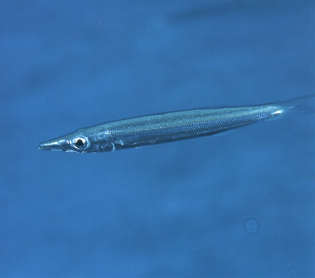 Sphyraena iburiensis